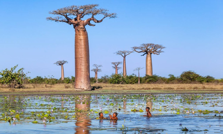 Có thể cây baobab sống hơn nghìn năm