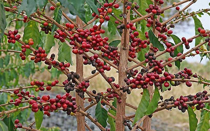 Cà phê Robusta là gì?