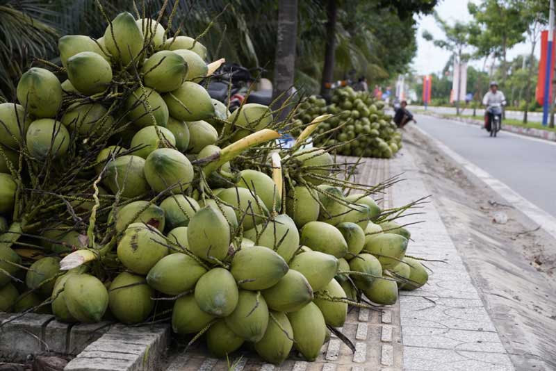 Hướng Tới Sản Xuất Bền Vững Để Giải Quyết Bài Toán Nguyên Liệu cho ngành dừa