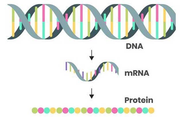 mRNA là gì?