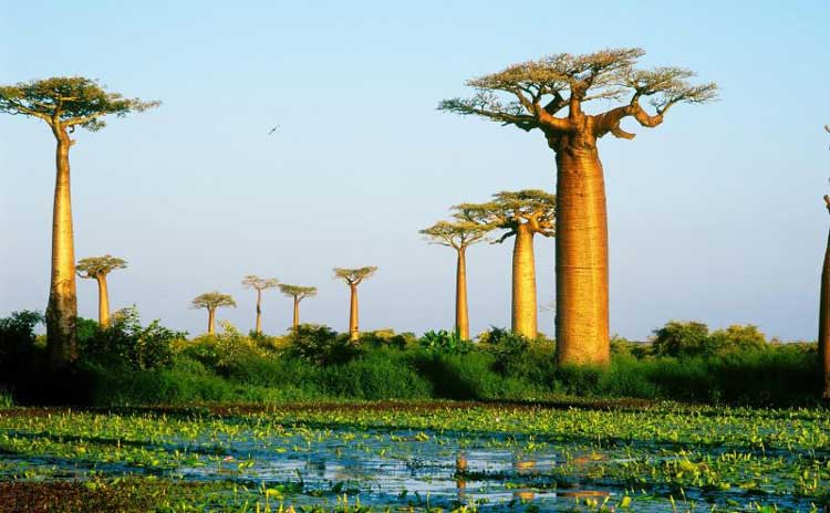 Khám phá quốc gia Madagascar