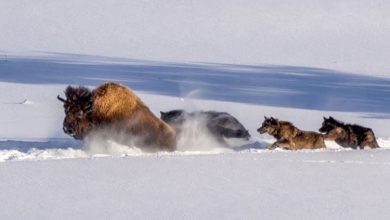 Cuộc Săn Bò Rừng Bison Ấn Tượng Của Sói Xám Ở Yellowstone