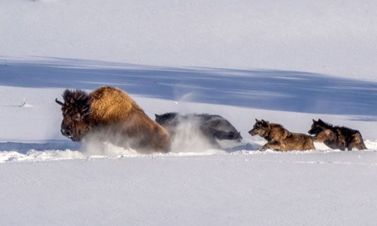 Cuộc Săn Bò Rừng Bison Ấn Tượng Của Sói Xám Ở Yellowstone