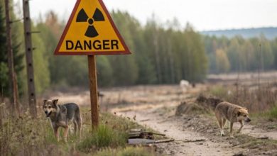 Biến Đổi Gene Ở Chó Vùng Cấm Chernobyl Vẫn Là Bí Ẩn