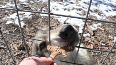 Sói Pennsylvania ăn bánh quy tên người yêu cũ ngày Valentine