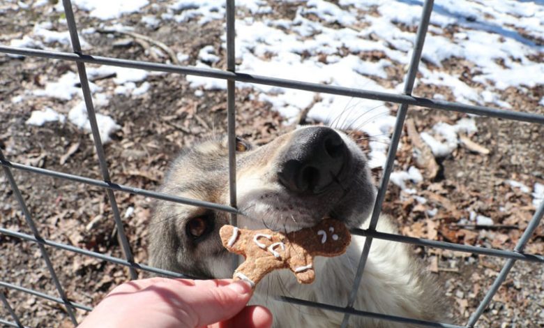 Sói Pennsylvania ăn bánh quy tên người yêu cũ ngày Valentine