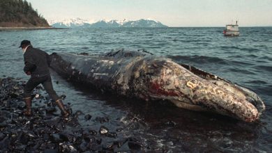 Sự cố tràn dầu Exxon Valdez diễn ra như thế nào?