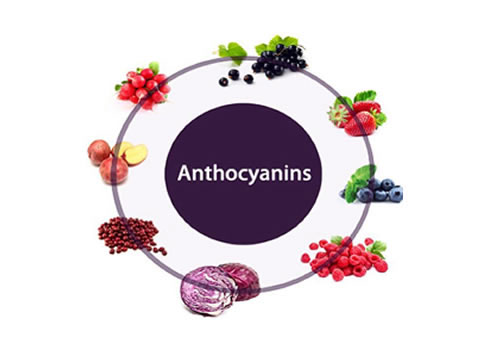 Anthocyanin là gì?