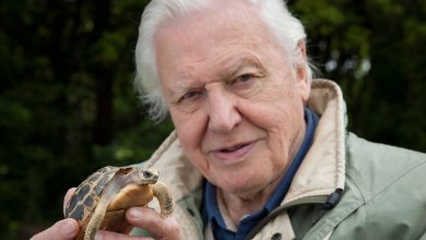 David Attenborough là ai?