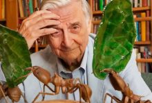 E.O. Wilson là ai?