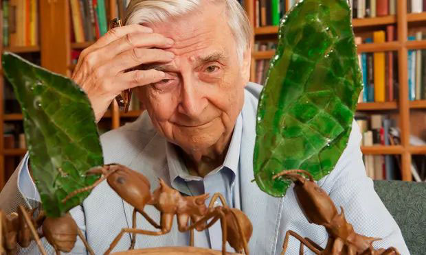 E.O. Wilson là ai?