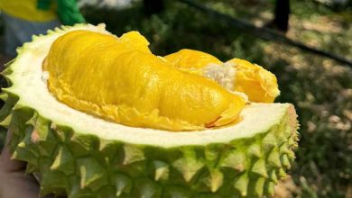 Giá sầu riêng Musang King tăng mạnh nhờ cải thiện chất lượng