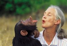 Jane Goodall là ai?