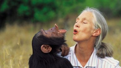 Jane Goodall là ai?