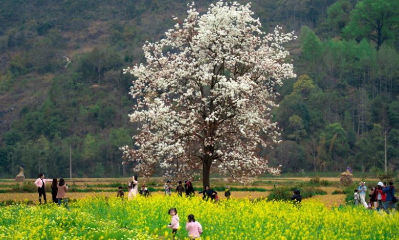 Khám Phá Cây Lê Cô Đơn Nở Hoa Giữa Thung Lũng Xuân Trường