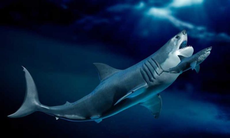 Megalodon lớn hơn 24m và hình dáng giống cá mập chanh