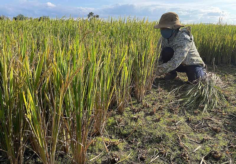 Nắng hạn tàn phá mùa màng ở Gia Lai, hàng chục ha lúa mất trắng