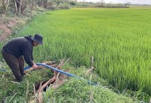 Nắng hạn tàn phá mùa màng ở Gia Lai, hàng chục ha lúa mất trắng