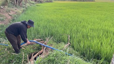 Nắng hạn tàn phá mùa màng ở Gia Lai, hàng chục ha lúa mất trắng