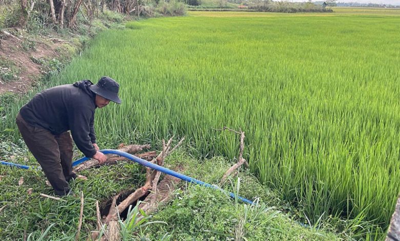 Nắng hạn tàn phá mùa màng ở Gia Lai, hàng chục ha lúa mất trắng