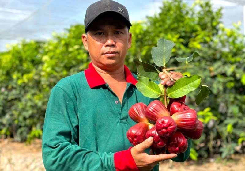 Nông dân Cù Lao Dung lãi 1 tỷ nhờ trồng mận hồng MST