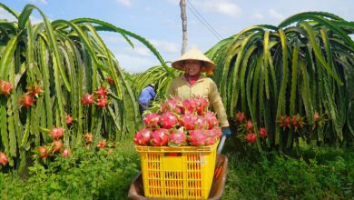 Sầu riêng mất ngôi đầu xuất khẩu thanh long tháng 1 năm nay