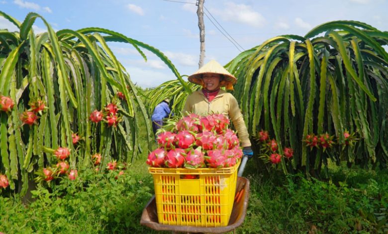 Sầu riêng mất ngôi đầu xuất khẩu thanh long tháng 1 năm nay