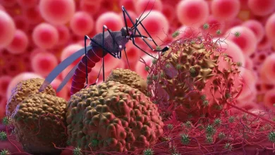 Virus Dengue là gì?