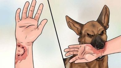 Người đàn ông tử vong do bệnh dại ở Bình Thuận