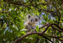 Australia gây tranh cãi khi tiêu diệt hàng trăm gấu koala.