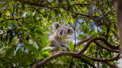 Australia gây tranh cãi khi tiêu diệt hàng trăm gấu koala.