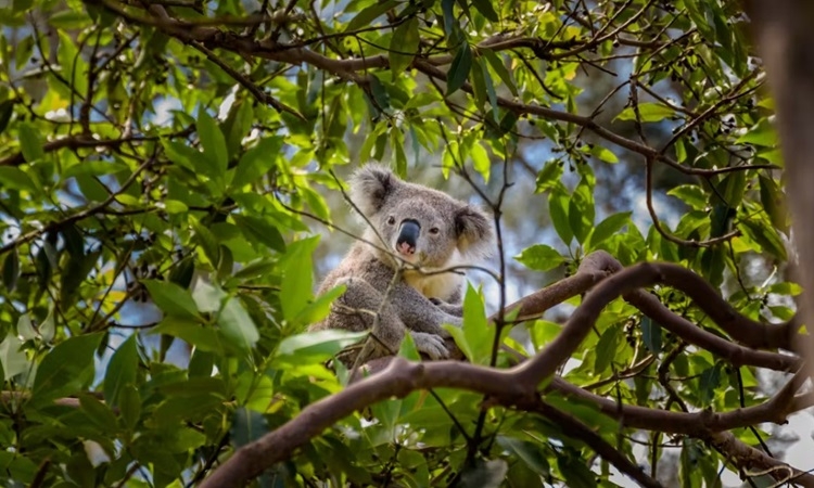 Australia gây tranh cãi khi tiêu diệt hàng trăm gấu koala.
