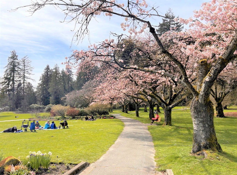 Vancouver rực rỡ mùa anh đào nở tháng 4