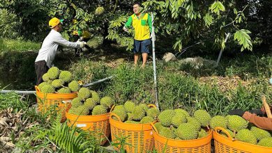Sầu riêng đông lạnh mở ra cơ hội tỷ USD cho Việt Nam