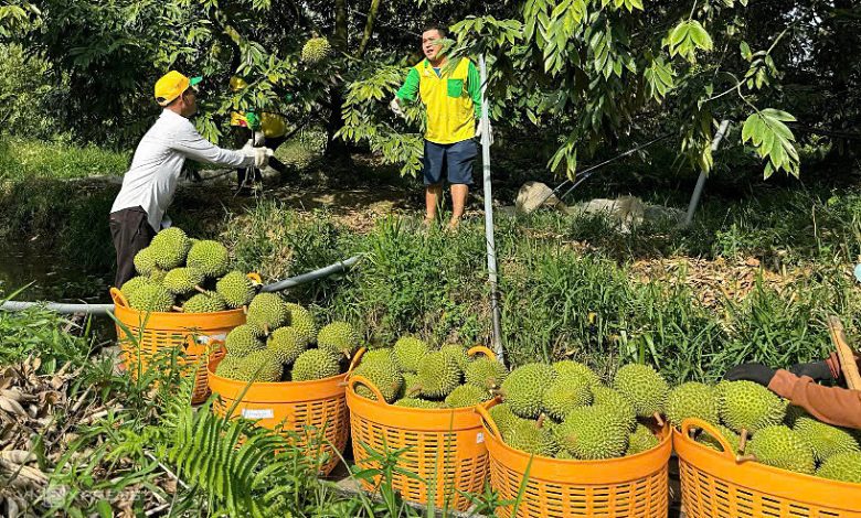 Sầu riêng đông lạnh mở ra cơ hội tỷ USD cho Việt Nam