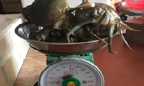 Việt kiều làm gì để tránh bị lừa khi mua hải sản?