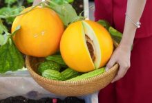 Dưa lê hoàng kim Hàn Quốc lần đầu ra mắt thị trường Việt Nam