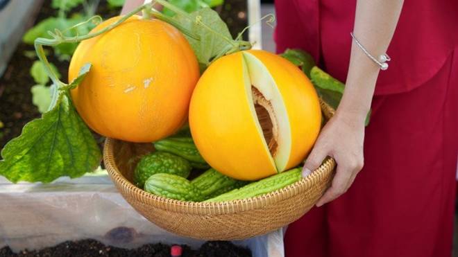 Dưa lê hoàng kim Hàn Quốc lần đầu ra mắt thị trường Việt Nam
