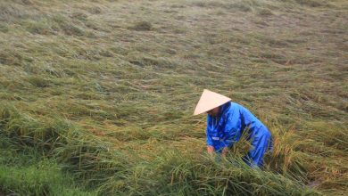 Hàng nghìn hecta lúa miền Trung đổ gãy sau cơn bão lớn