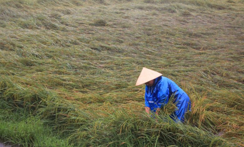 Hàng nghìn hecta lúa miền Trung đổ gãy sau cơn bão lớn
