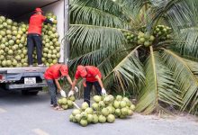 Giá dừa tăng cao do biến đổi khí hậu và sâu bệnh sụt giảm nguồn cung
