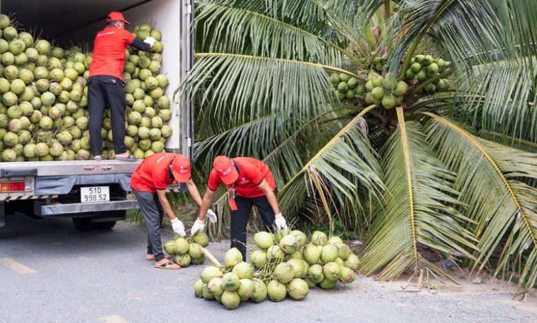 Giá dừa tăng cao do biến đổi khí hậu và sâu bệnh sụt giảm nguồn cung