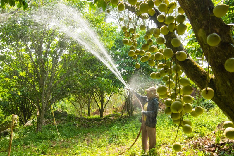Hương vị mùa dâu da chín rộ trên Núi Cấm mùa hè 2025