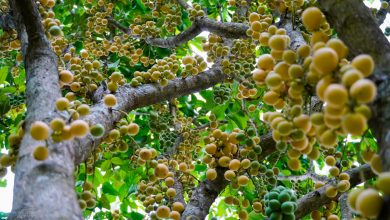 Hương vị mùa dâu da chín rộ trên Núi Cấm mùa hè 2025