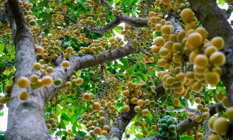 Hương vị mùa dâu da chín rộ trên Núi Cấm mùa hè 2025