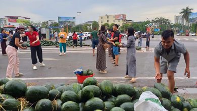 Người dân TP Vinh chung tay giúp tài xế thu gom dưa hấu sau tai nạn